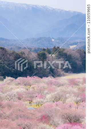 [Early spring material] Plum forest in Inabe City Agricultural Park [Mie Prefecture] 110059665