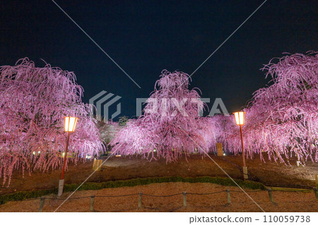 [Early spring material] Weeping plums lit up at Suzuka Forest Garden at night [Mie Prefecture] 110059738