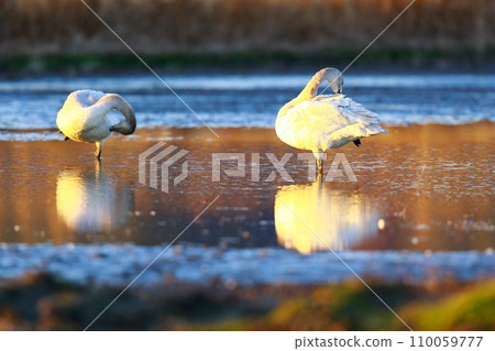Tundra swans from Siberia 110059777
