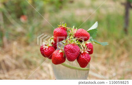 freshly plucked sprigs of young strawberries closeup freshly plucked sprigs of young strawberries closeup 110059825