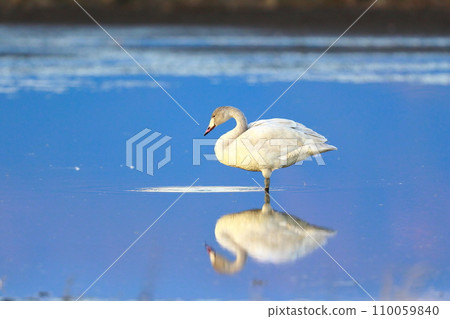 Tundra swans from Siberia Tundra swans from Siberia 110059840