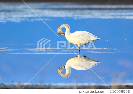 Tundra swans from Siberia 110059908