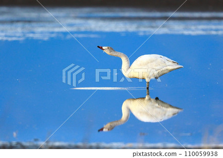 Tundra swans from Siberia 110059938