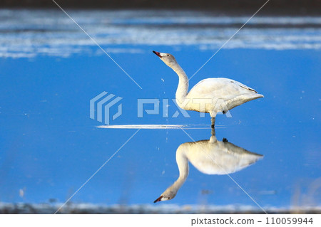 Tundra swans from Siberia Tundra swans from Siberia 110059944