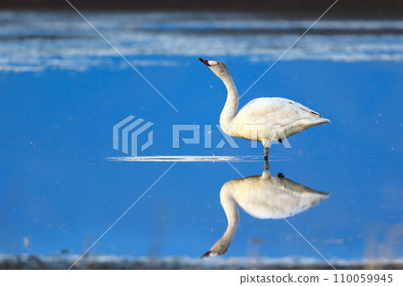 Tundra swans from Siberia Tundra swans from Siberia 110059945