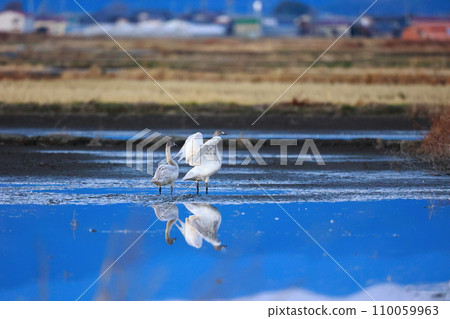 Tundra swans from Siberia 110059963
