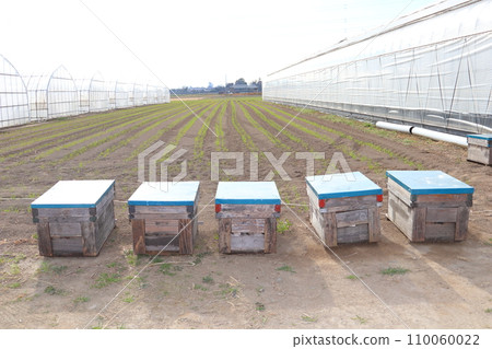 養蜂場的蜂箱用於草莓交配 養蜂場的蜂箱用於草莓交配 110060022