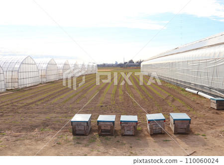 養蜂場的蜂箱用於草莓交配 養蜂場的蜂箱用於草莓交配 110060024