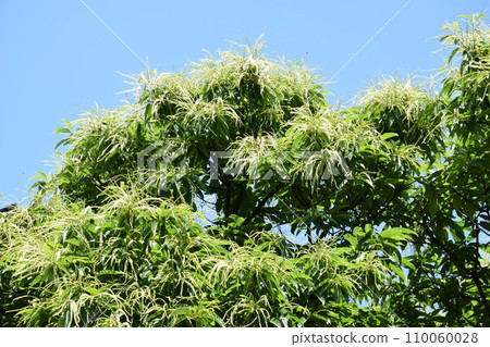 Chestnut flower White cream flower 110060028