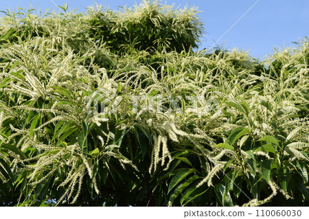 栗子花 白色奶油花 栗子花 白色奶油花 110060030