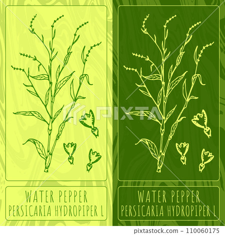Vector drawings WATER PEPPER. Hand drawn illustration. Latin name PERSICARIA HYDROPIPER L. 110060175