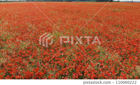 A red field of poppy flowers. Drone video. 110060222