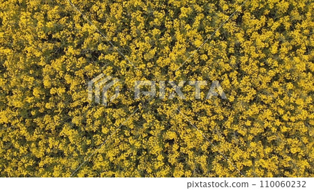 Aerial drone capture image of brilliant bright yellow rapeseed field. Aerial drone capture image of brilliant bright yellow rapeseed field. 110060232