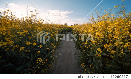 A path in a field of rapeseed on a spring day. A path in a field of rapeseed on a spring day. 110060267