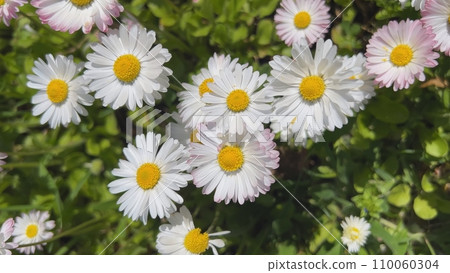 Pretty daisy flowers blooming in the meadow. 110060304