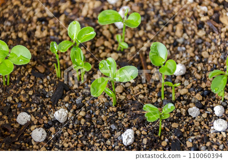 Germinating from Shikuwasa seeds 110060394