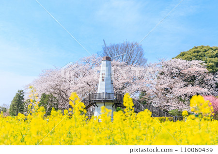 "Saitama Prefecture" Miharashi Park's windmill and rape blossom field Saitama City 110060439