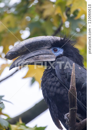 The Majestic Black Hornbill 110060618