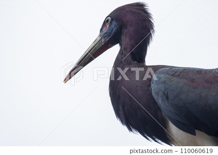 The Inquisitive Abdim's Stork 110060619