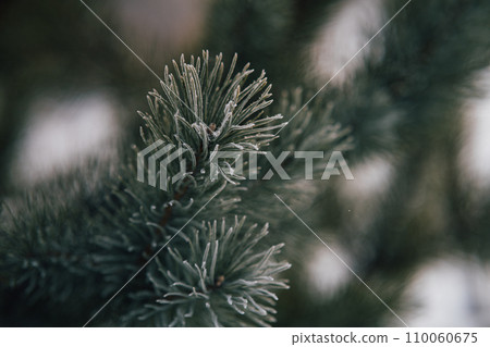 Nature Winter background with snowy pine branches, shallow depth of field. Pine tree in hoarfrost outdoors in winter forest, close up. beauty in nature Nature Winter background with snowy pine branches, shallow depth of field. Pine tree in hoarfrost outdoors in winter forest, close up. beauty in nature 110060675