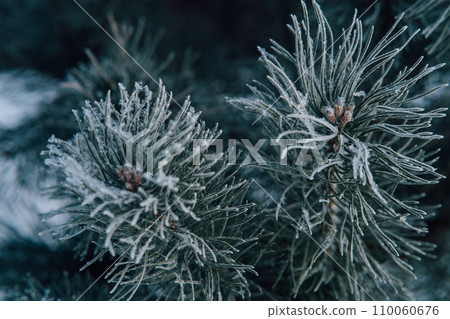 Pine branch is covered with frost. Winter frosty weather Pine tree in hoarfrost outdoors in winter forest, close up. beauty in nature. Winter natural wallpaper, poster. high quality photo 110060676