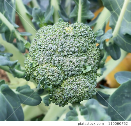broccoli 110060762