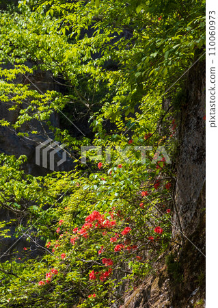 群馬縣沼田市的春天、綠意盎然的吹割溪谷、山津寺 110060973