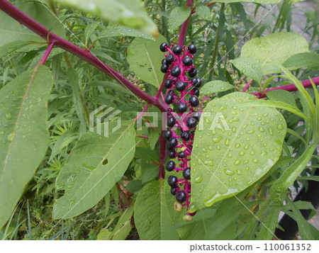 American pokeweed American pokeweed 110061352