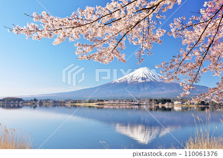 Spring blue sky Mt. Fuji and cherry blossoms Spring blue sky Mt. Fuji and cherry blossoms 110061376