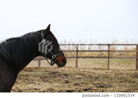 thoroughbred profile thoroughbred profile 110061534