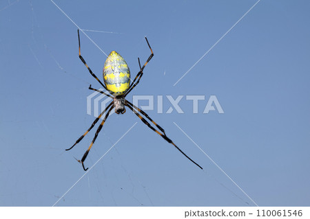 Nephila spider 110061546