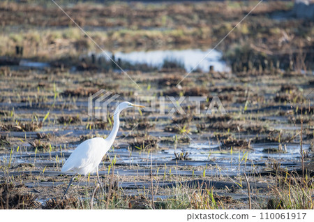 Heron searching for food Heron searching for food 110061917