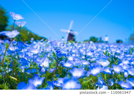 鶴見琉球的Nemophila和風車 110061947