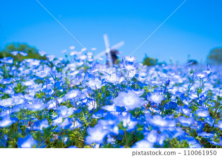 Nemophila and windmill in Tsurumi Ryokuchi 110061950