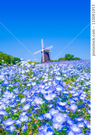 鶴見琉球的Nemophila和風車 110061953