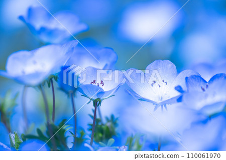 Nemophila flower Nemophila flower 110061970