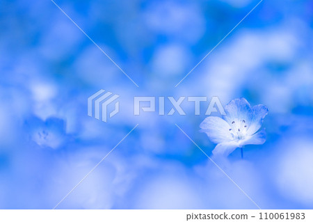 Nemophila flower Nemophila flower 110061983