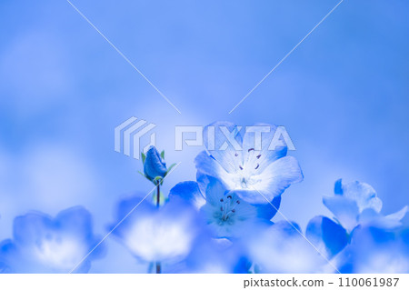 Nemophila flower 110061987