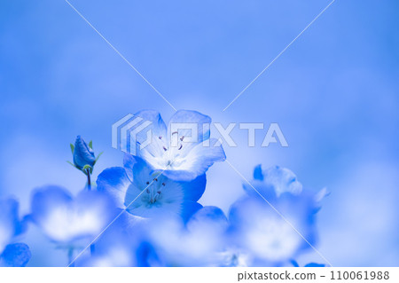Nemophila花 110061988