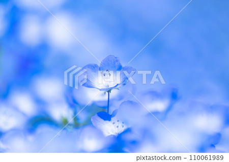 Nemophila花 Nemophila花 110061989