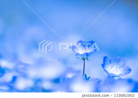 Nemophila flower Nemophila flower 110062002