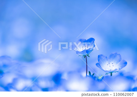 Nemophila花 110062007