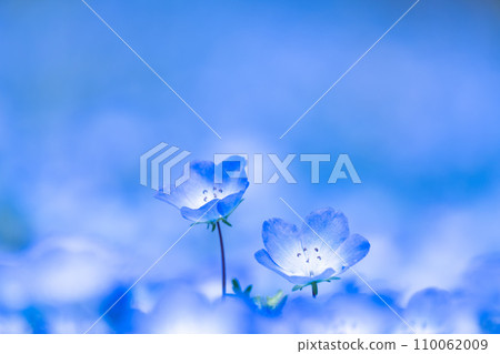 Nemophila花 110062009