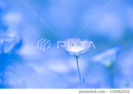 Nemophila flower 110062032