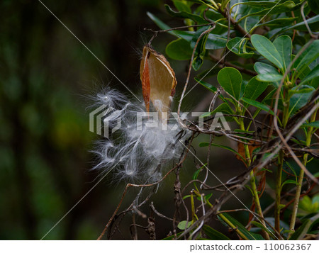 Seed dispersal of Apocynaceae Asclepiad Seed dispersal of Apocynaceae Asclepiad 110062367