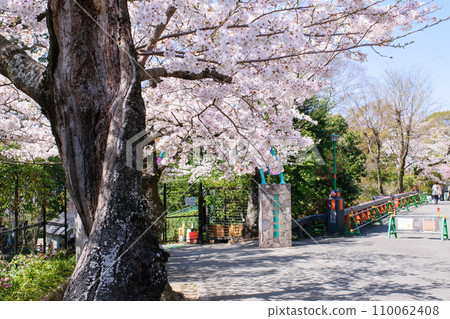 五月的櫻花 110062408