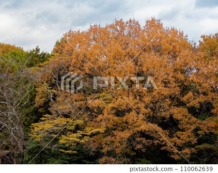冬天在殼斗科櫟樹林裡,黃葉落下 冬天在殼斗科櫟樹林裡,黃葉落下 110062639