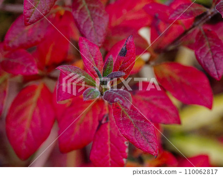 Vibrant autumn leaves of Ericaceae Vibrant autumn leaves of Ericaceae 110062817