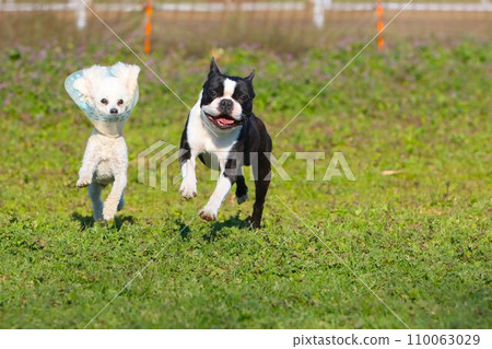 Mighty, a Boston terrier, and Bailey, a toy poodle, run happily through a dog run in Hidaka City, Saitama Prefecture. 110063029