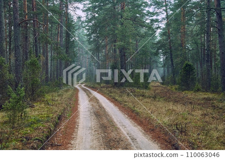 Forest walking path in misty weather Forest walking path in misty weather 110063046